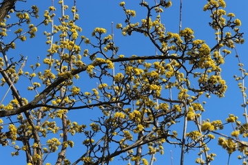 The tree bloomed in bright yellow flowers in spring