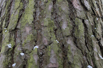 photo of natural texture of tree bark