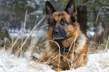 young german shepherd looks into the soul