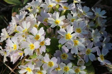 White-yellow primroses bloom in the spring garden