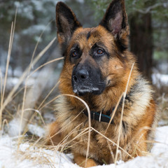 beautiful German shepherd lies on the background of the forest