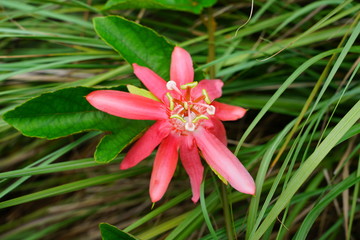 Red flower of the passiflora coccinea vine