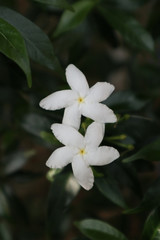 Jasmine flower in the garden close up