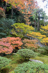 Beautiful fall colors in Ginkaku-ji Silver Pavilion during the autumn season in Kyoto