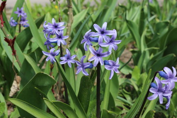  Hyacinths bloomed in the spring garden