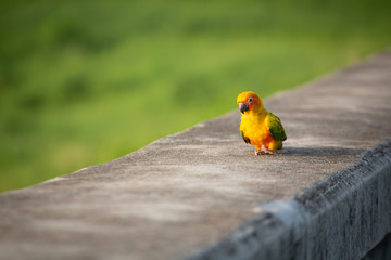 little Yellow parrot