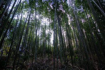 Fototapeta na wymiar Arashiyama Bamboo Forest famous place in Kyoto