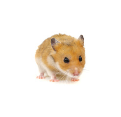 Fototapeta na wymiar Hamster in a funny pose isolated on white