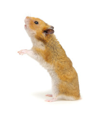 Syrian hamster standing on its hind legs isolated on white