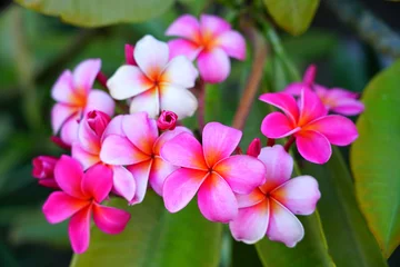 Zelfklevend Fotobehang Geurige bloesems van witte en roze frangipanibloemen, ook wel plumeria en melia genoemd © eqroy
