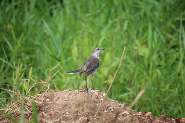 beautiful bird on the ground