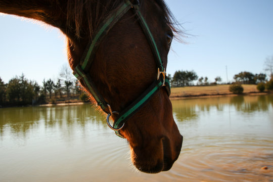 Pretty Bay Horse Cooling Off In Her Farm Pond In A Pasture In Summer