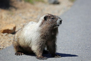 Wild marmot, Washington