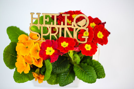 Prilmula with Hello spring on white background
