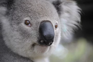 Fotobehang Koala Schattige koalabeer in Australië  © Екатерина Мацко