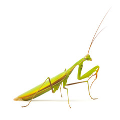Praying mantis isolated on white