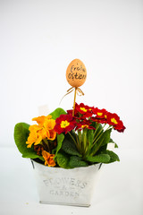 Easter egg with primula, white background; primula in a basket, Easter arrangement, spring