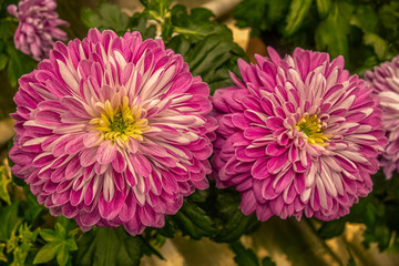 floral background of blooming chrysanthemums in a greenhouse
