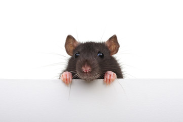 Funny rat isolated on white background.