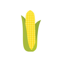 Corn cob in a green husk isolated on white background. Sweet golden corn. Ear of corn with leaves. Freshly picked corn. Single ripe maize. Cartoon corn symbol. Vector illustration,flat style, clip art