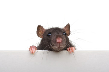Funny rat isolated on white background. - obrazy, fototapety, plakaty