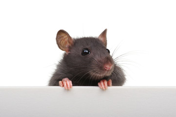 Rat closeup on a white background