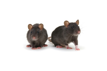 Two rats on white