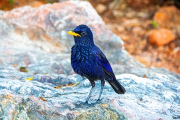 Blue Whistling Thrush (Myophonus caeruleus). Beautifull blue bird with yellow beak on the rock.