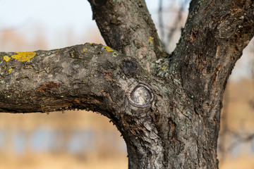 Closeup of tree fork with thick branches