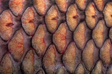  fish scales white grass carp  (14 kilogram) © fotomaster