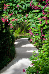 Fototapeta na wymiar pink flowering vines over shaded garden path