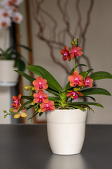 Blooming hot orange medium-sized orchid on the dark table. Home flowers