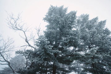 Mt. Ishizuchi in Winter.