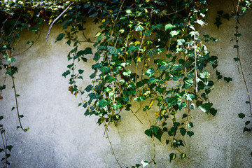 close up view of the bricks wall