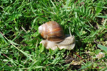 Big snail in shell crawling on road, summer day in garden