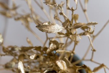 Shiny leaves of golden mistletoe and blue bright flower pot.