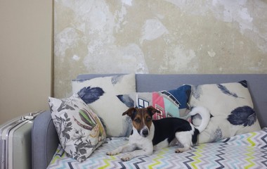 Sweet Jack Russel Terrier on colorful couch