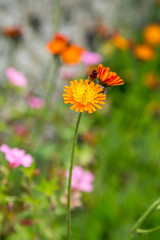 Wildflowers in the summer sunshine, with a shallow depth of field