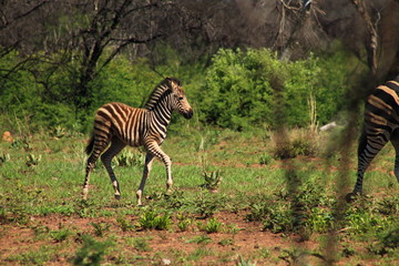 Naklejka premium Zebra