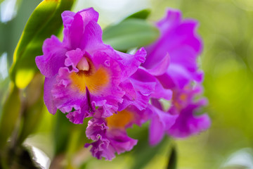 Cattleya  orchid flowers in the garden   isolated with green leaves. 