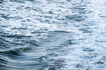 A Yellow eyed penguin.