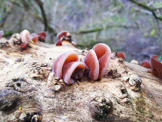 Pilze im Winter, Judasohr am Todholz im Wald, mu err Pilze an Holunderstamm, Winterpilze finden,...