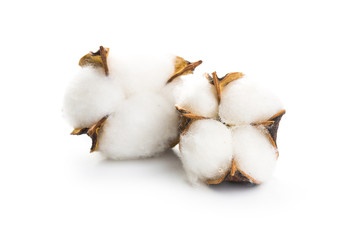 several flowers of cotton isolated on a white background