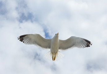 Flying alone closeup seagull in the sky