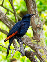 Obraz premium Close up of a South African Red Winged Starling in profile