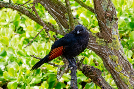 Close up of a South African Red Winged Starling