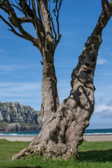 Purakanui Bay. Catlins. South Island New Zealand Beach