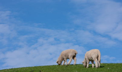 Sheep. Purakanui Bay. Catlins. South Island New Zealand