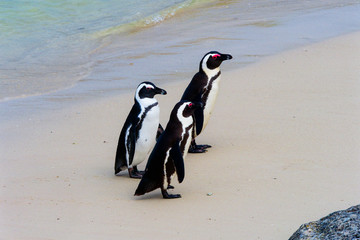 Fototapeta premium Three Cape Penguins walking up Boulders Beach, Cape town