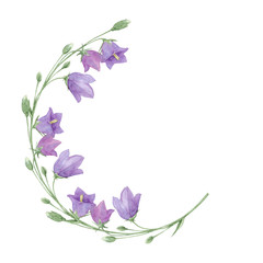 Purple meadow flowers of CamÂ­panula persicifolia (bluebell, harebell, lady's thimble), watercolor hand drawn botanical summer round frame isolated on white background.